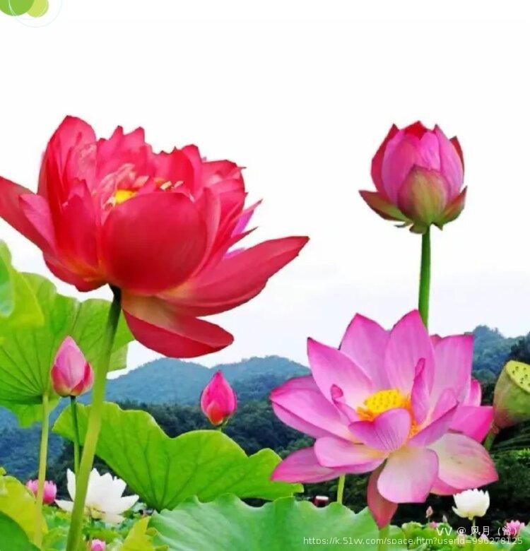 风月（曾）