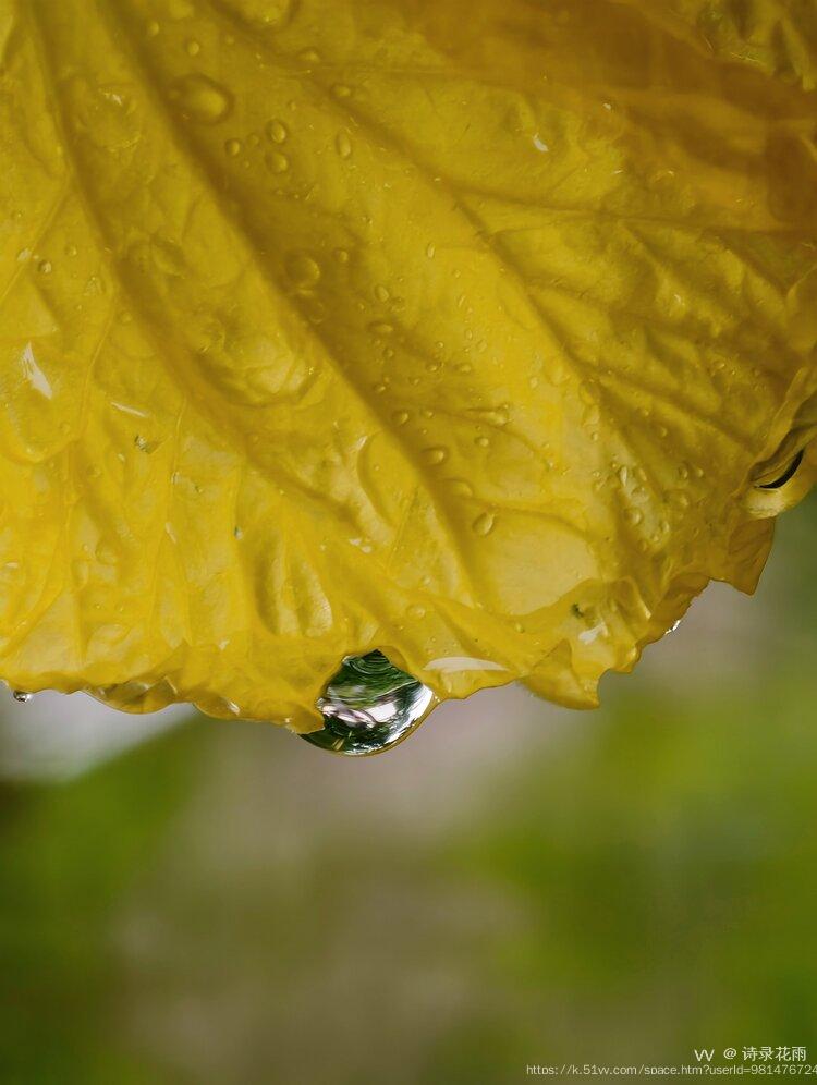 诗录花雨