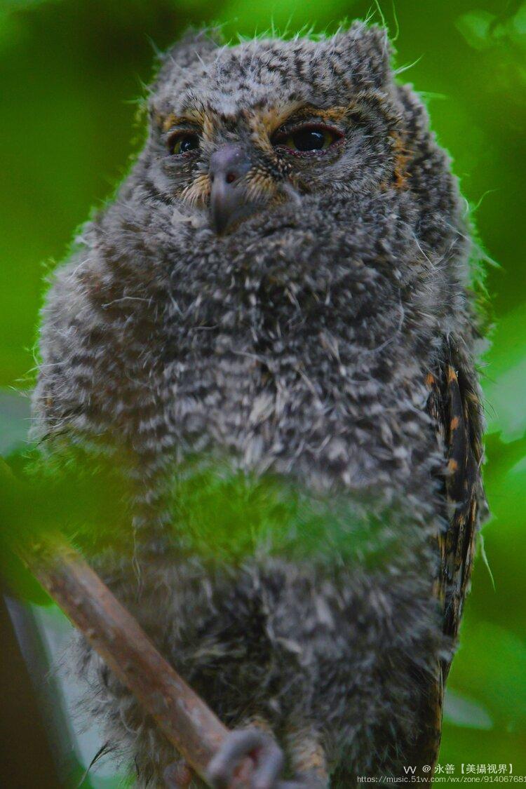 雏鸟红角鸮的表情图