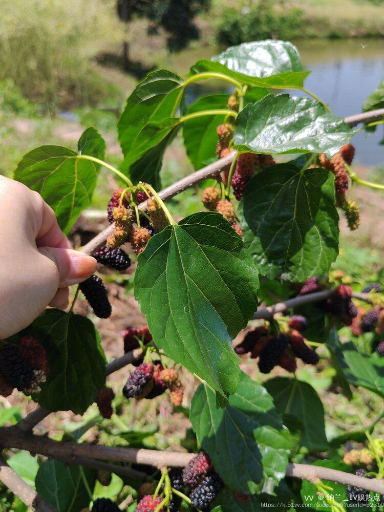 纳兰＿🎤V娱热点