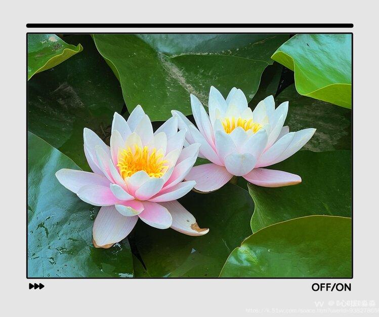 💞心✨援💞淼淼