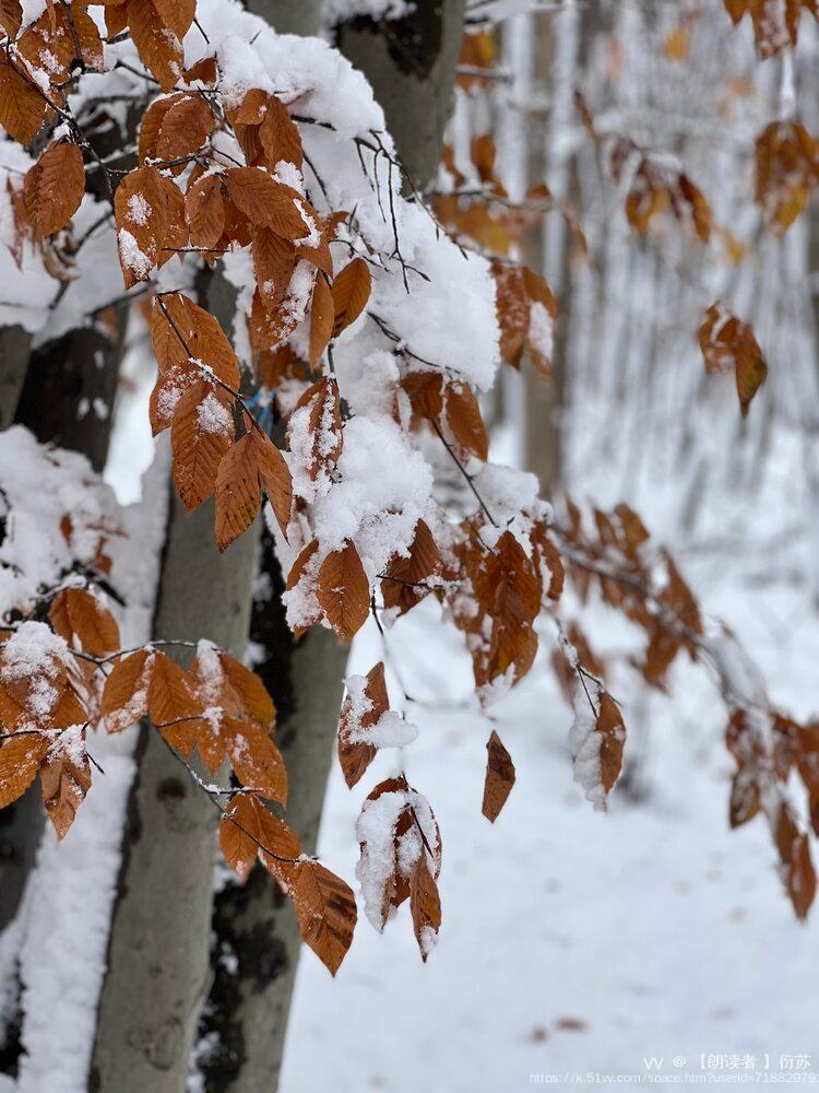 【朗读者 】衍苏