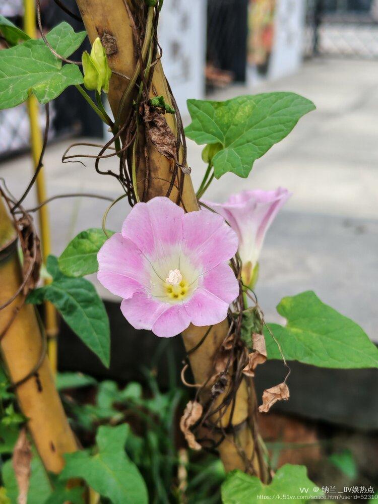 纳兰＿🎤V娱热点