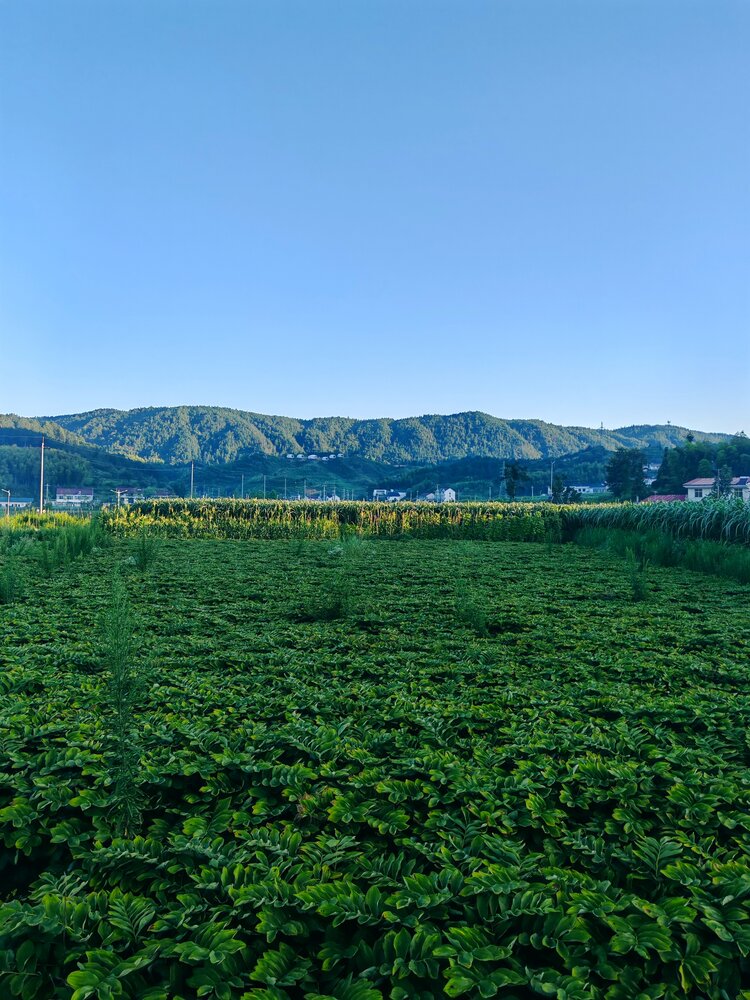荆涂桃李