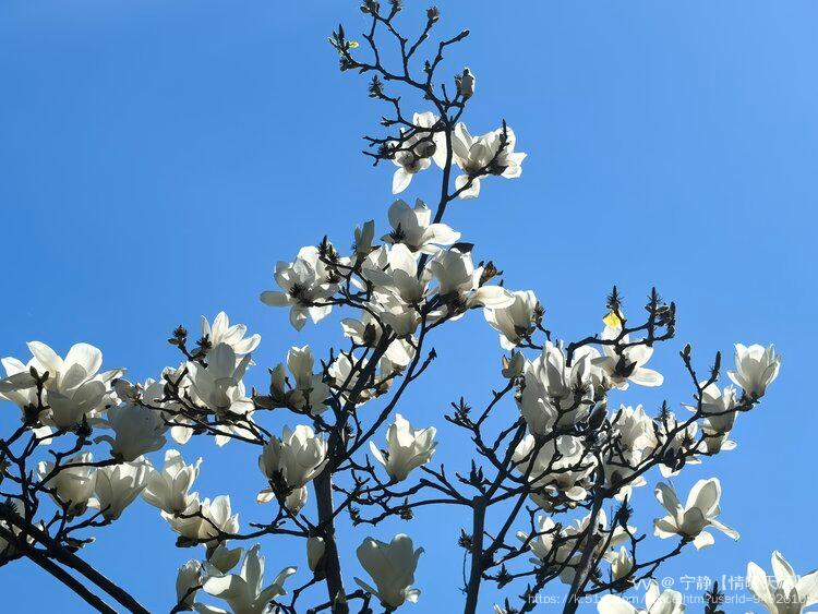 宁静【情暖天涯】