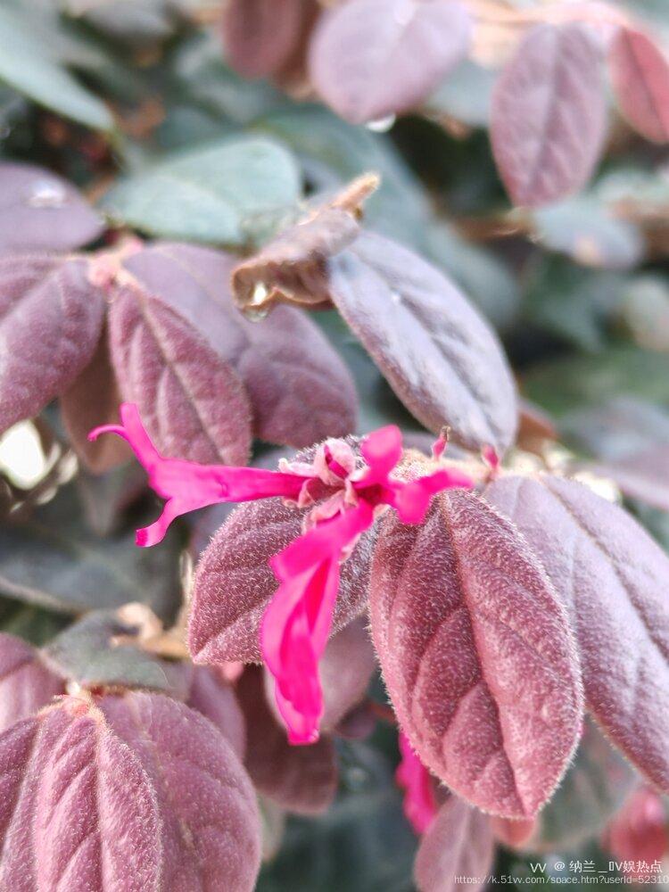 纳兰＿🎤V娱热点