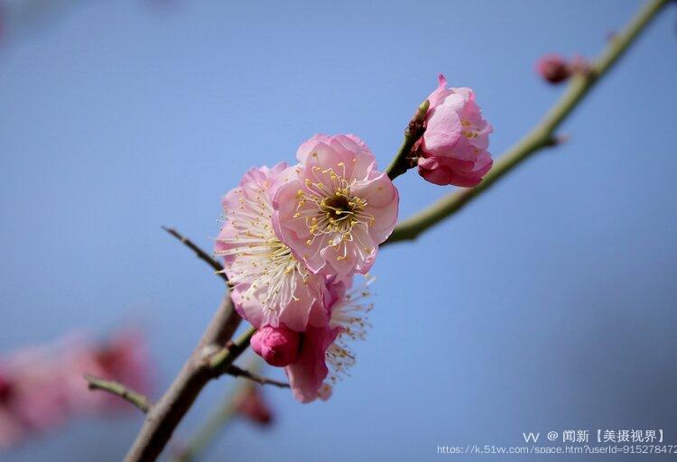 繁如瑞雪壓枝開,唐 · 羅鄴《梅花》文字:引自古詩