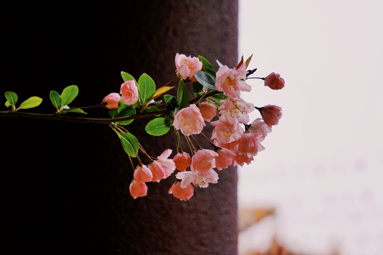 猫咪【美摄视界】