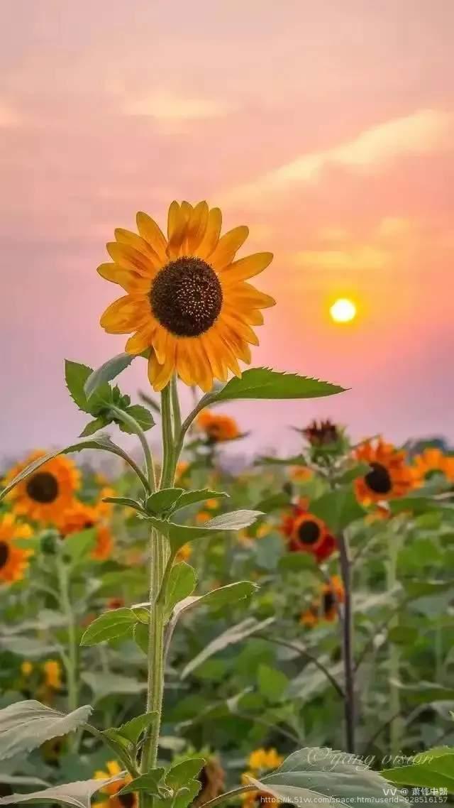 萧锋中醫