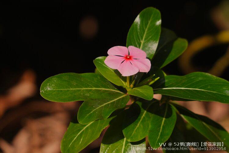 52鹦ꦿོ鹉螺ꦿ【爱花家园】