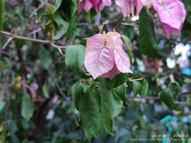 纳兰＿🎤V娱热点