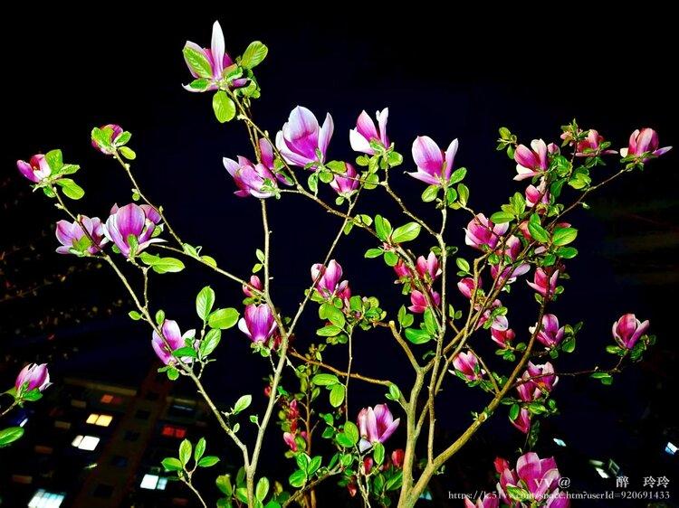 🇨🇳🎖️醉🍒玲玲