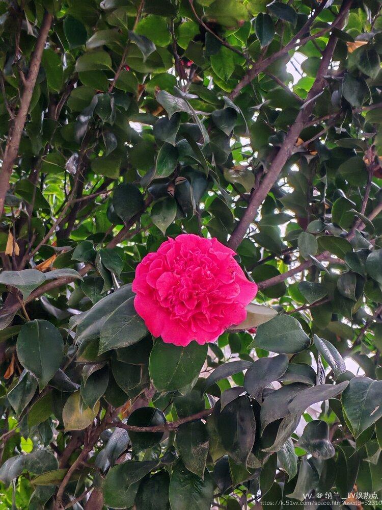 纳兰＿🎤V娱热点