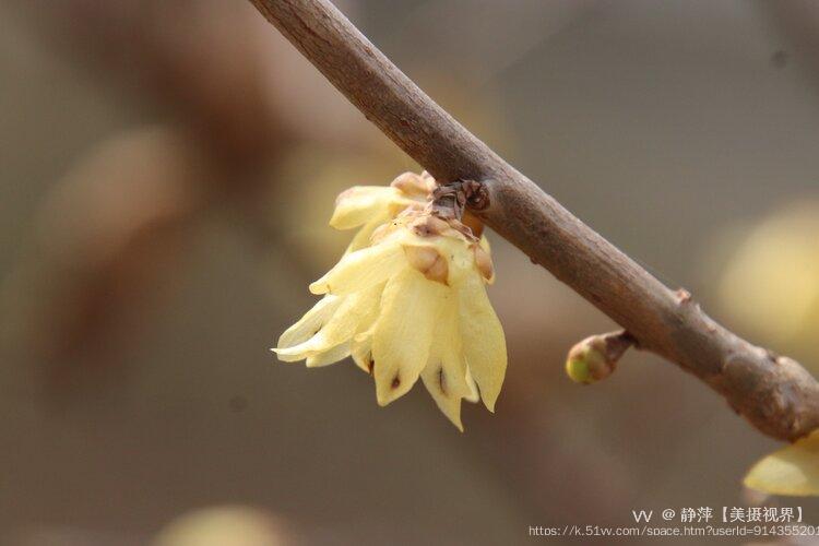 静萍【美摄视界】