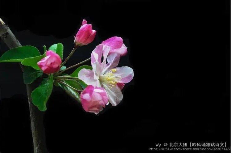 北京大妞【吟风诵雅赋诗文】