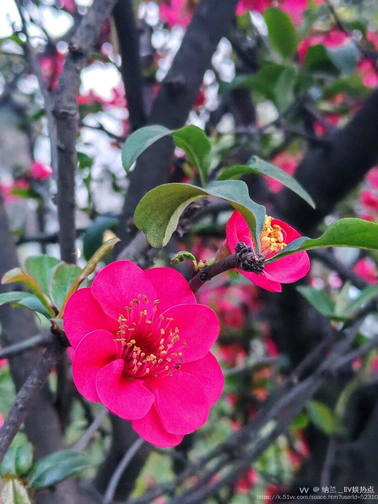 纳兰＿🎤V娱热点