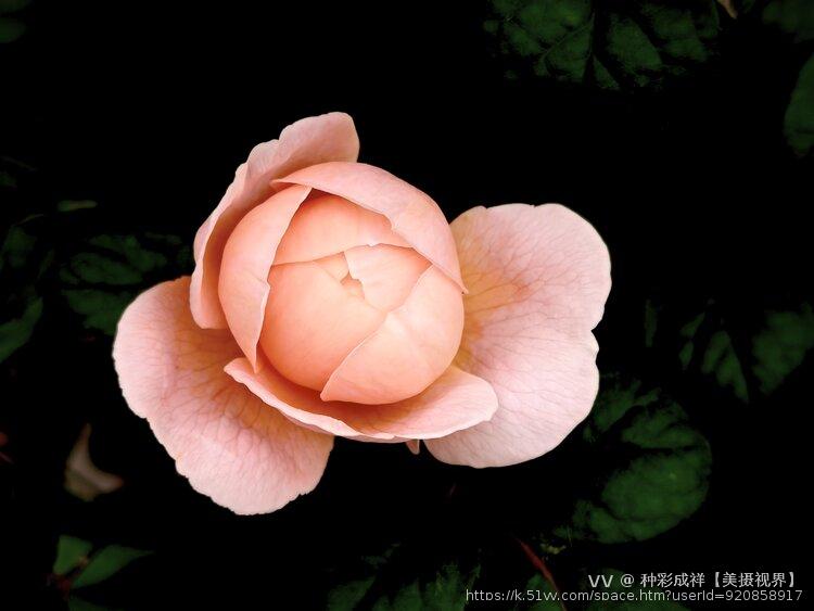 种彩成祥【美摄视界】