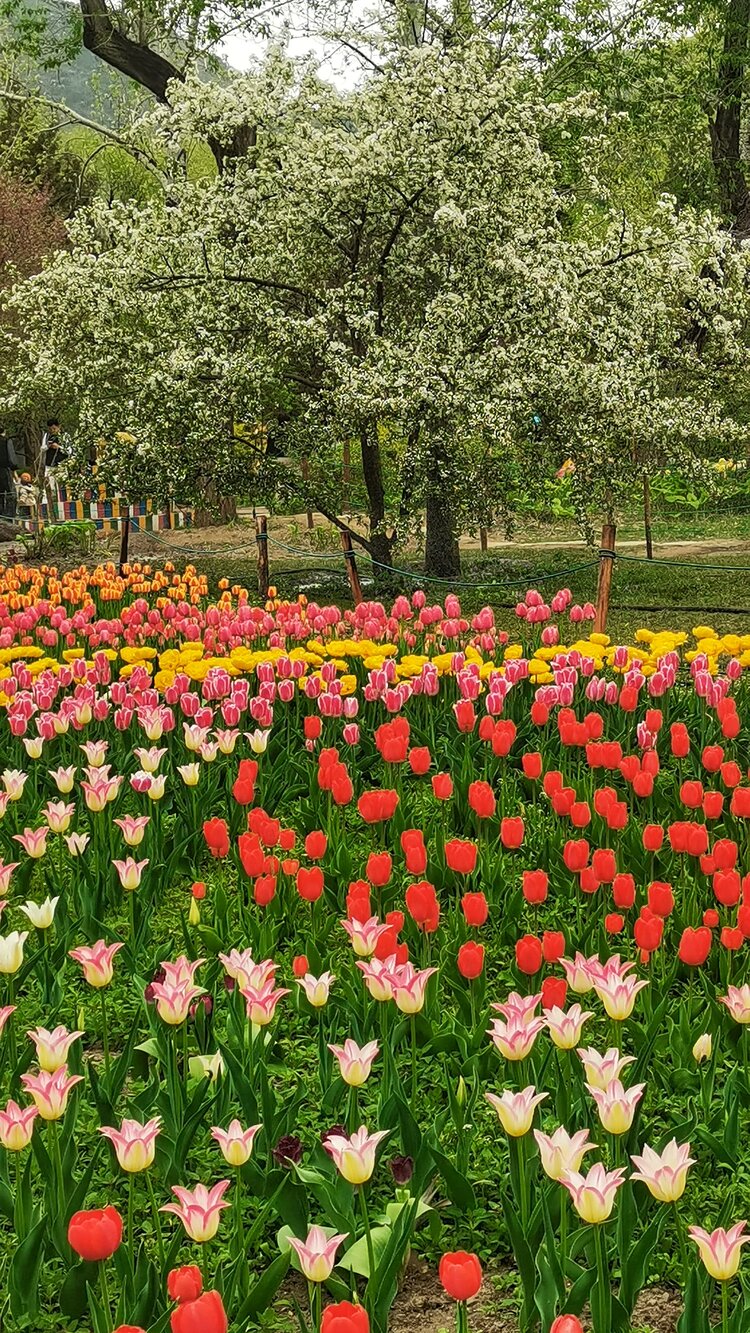 郭炳光【文声汇影】