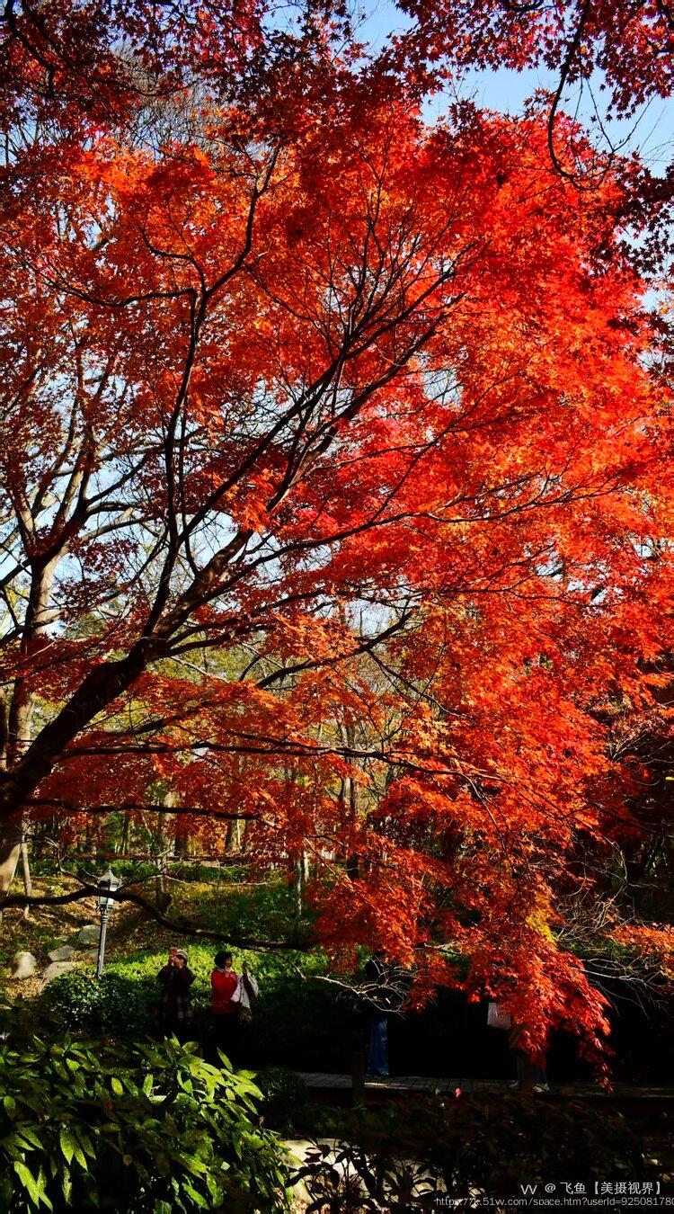 飞鱼【美摄视界】