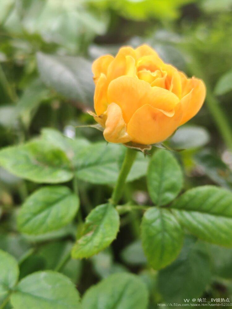 纳兰＿🎤V娱热点