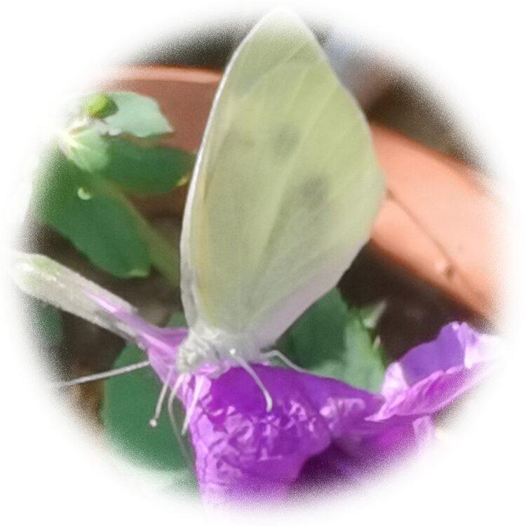 💞心✨援💞开心