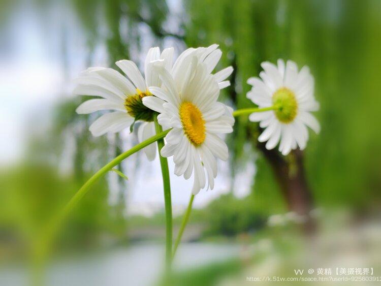 黄精【美摄视界】