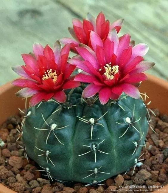 秦之声彩虹（舞师小号）