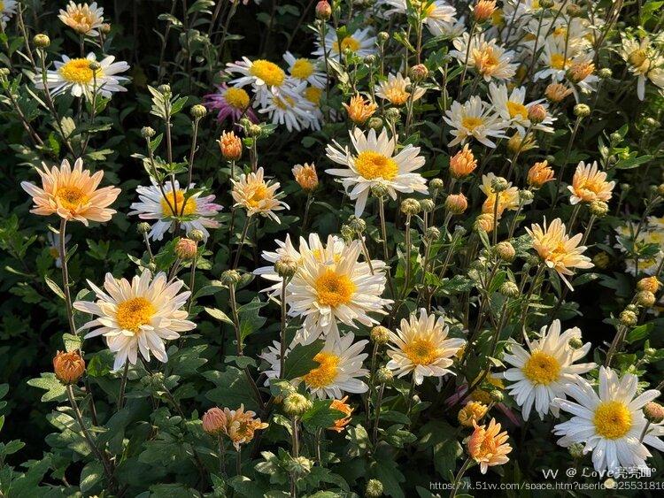 ℒℴѵℯ亮亮ꦿ໊ོ °