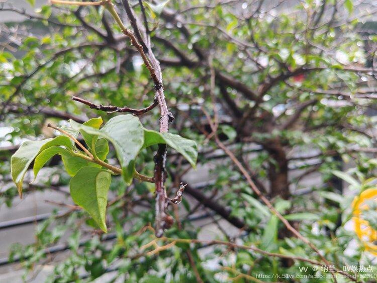 纳兰＿🎤V娱热点