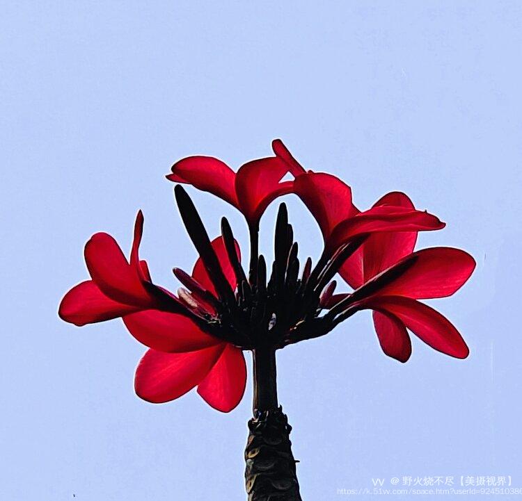 野火烧不尽【美摄视界】