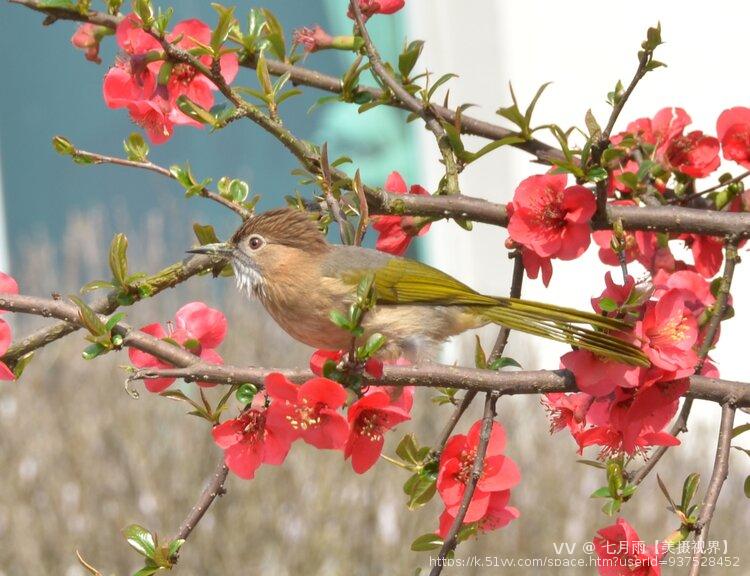 七月雨【美摄视界】 