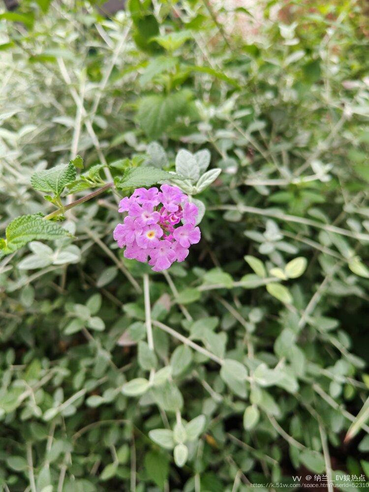 纳兰＿🎤V娱热点