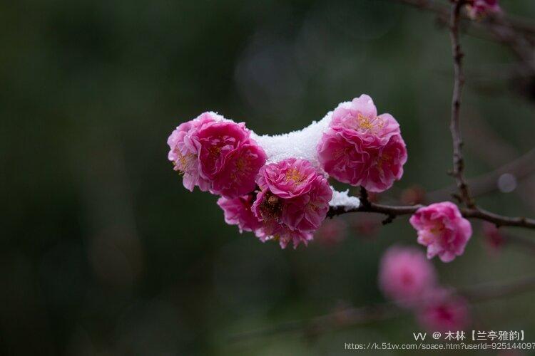 木林【兰亭雅韵】