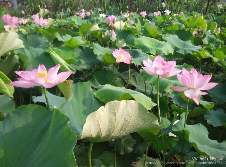 宁静向暖