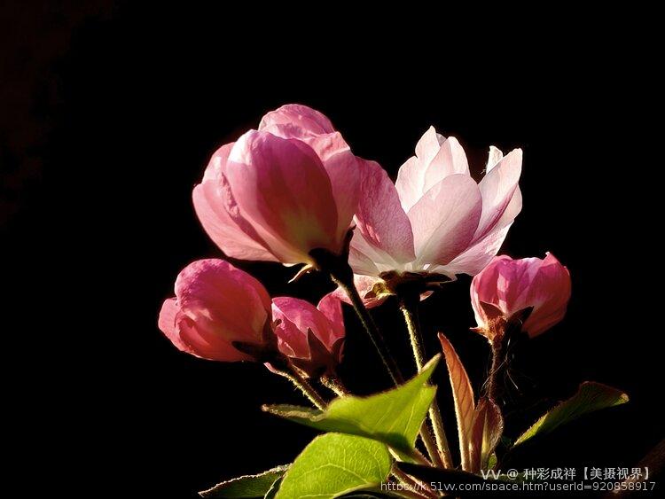 种彩成祥【美摄视界】