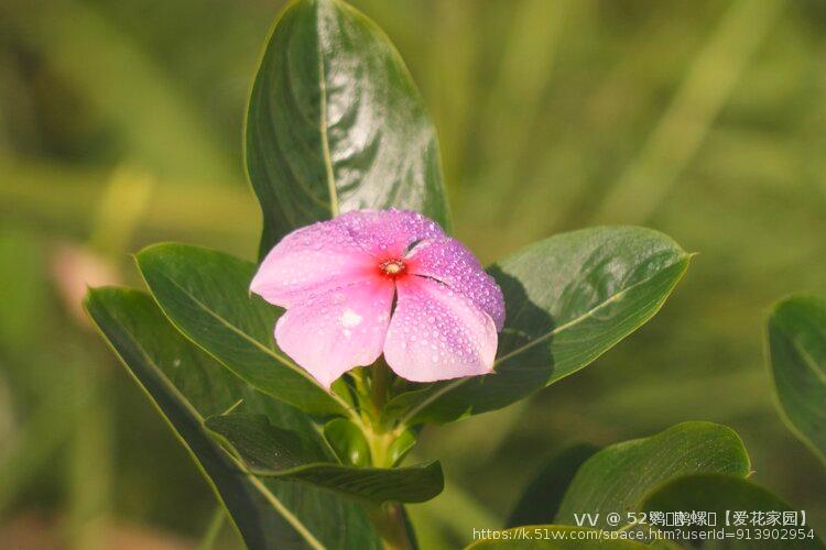 52鹦ꦿོ鹉螺ꦿ【爱花家园】