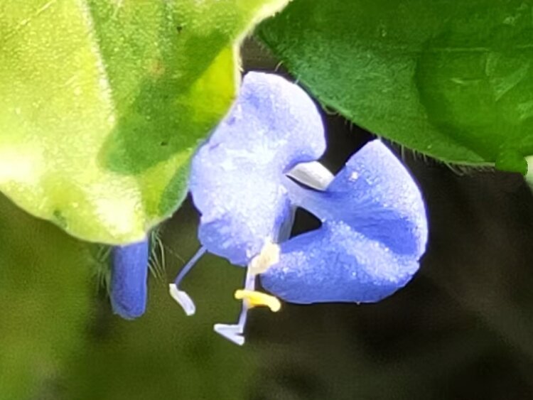 心静淡然【爱花家园】