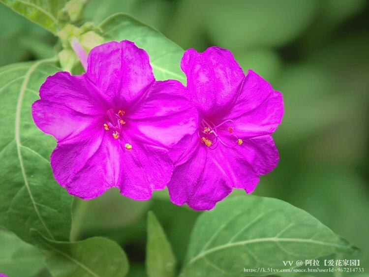 阿拉【爱花家园】
