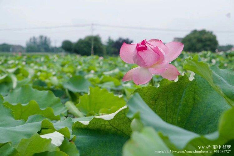 雨中有梦