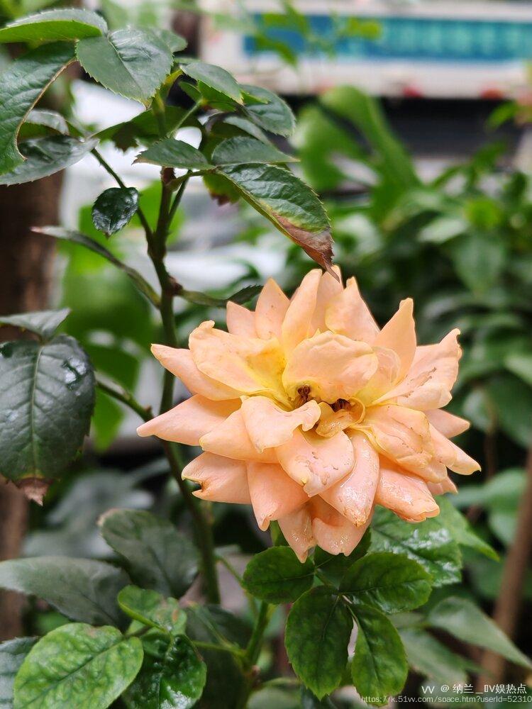 纳兰＿🎤V娱热点