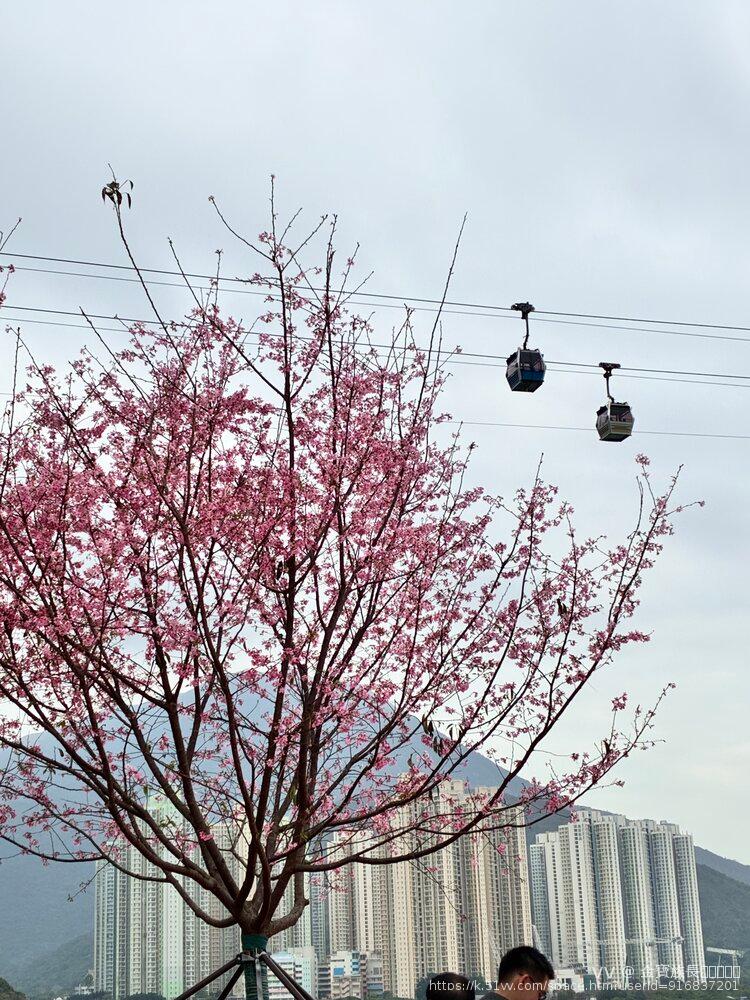 金寶族長👑🪗🎸✨🧚