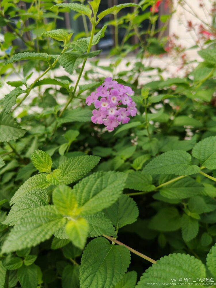 纳兰＿🎤V娱热点