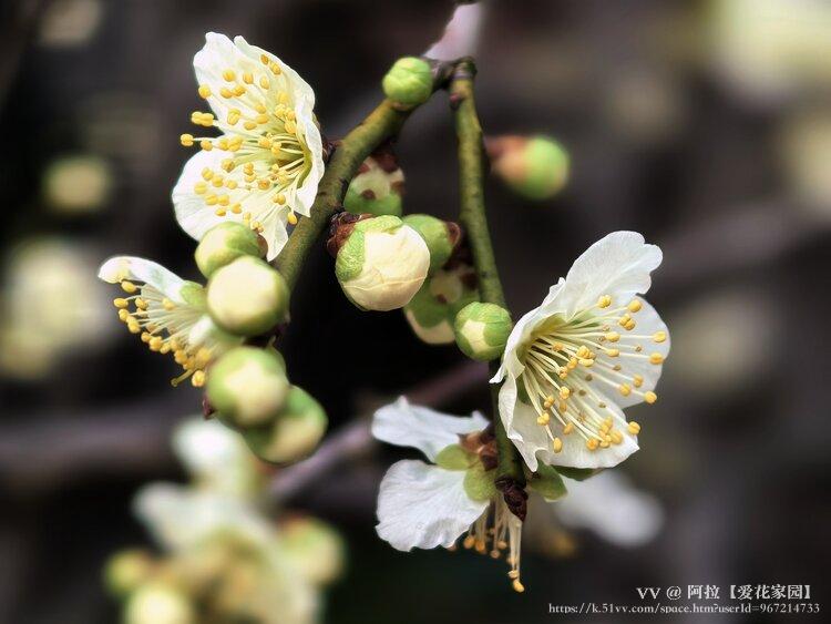 阿拉【爱花家园】