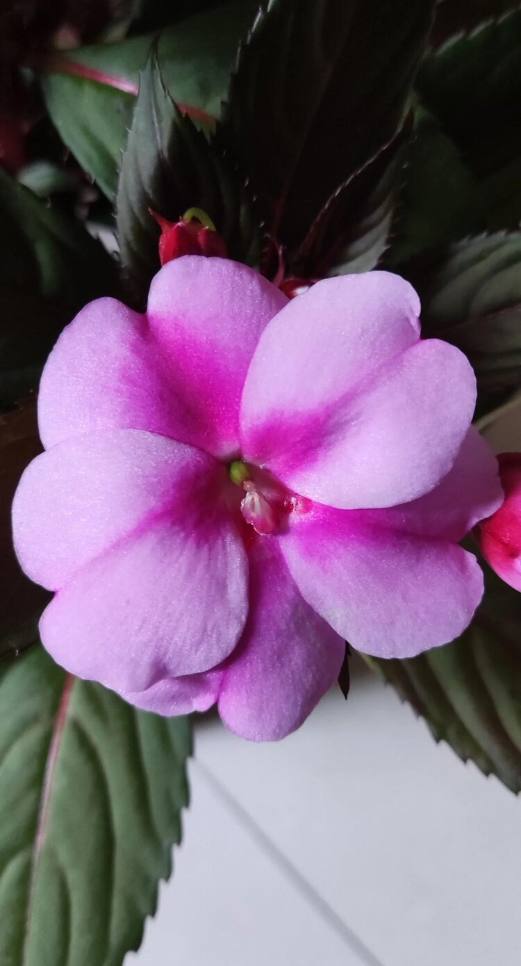 苏莯