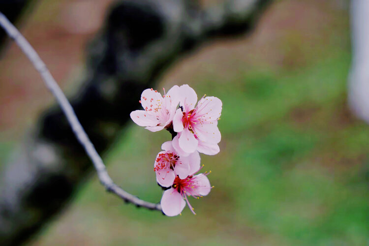 猫咪【美摄视界】