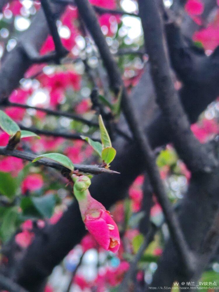 纳兰＿🎤V娱热点