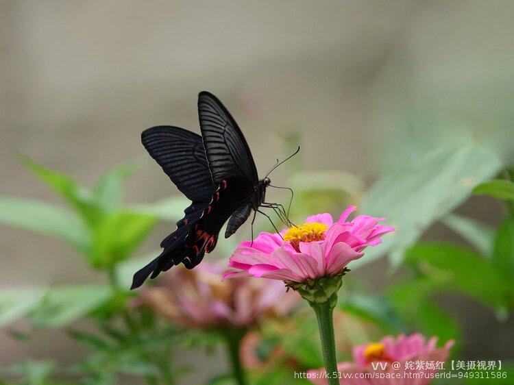 姹紫嫣红【美摄视界】