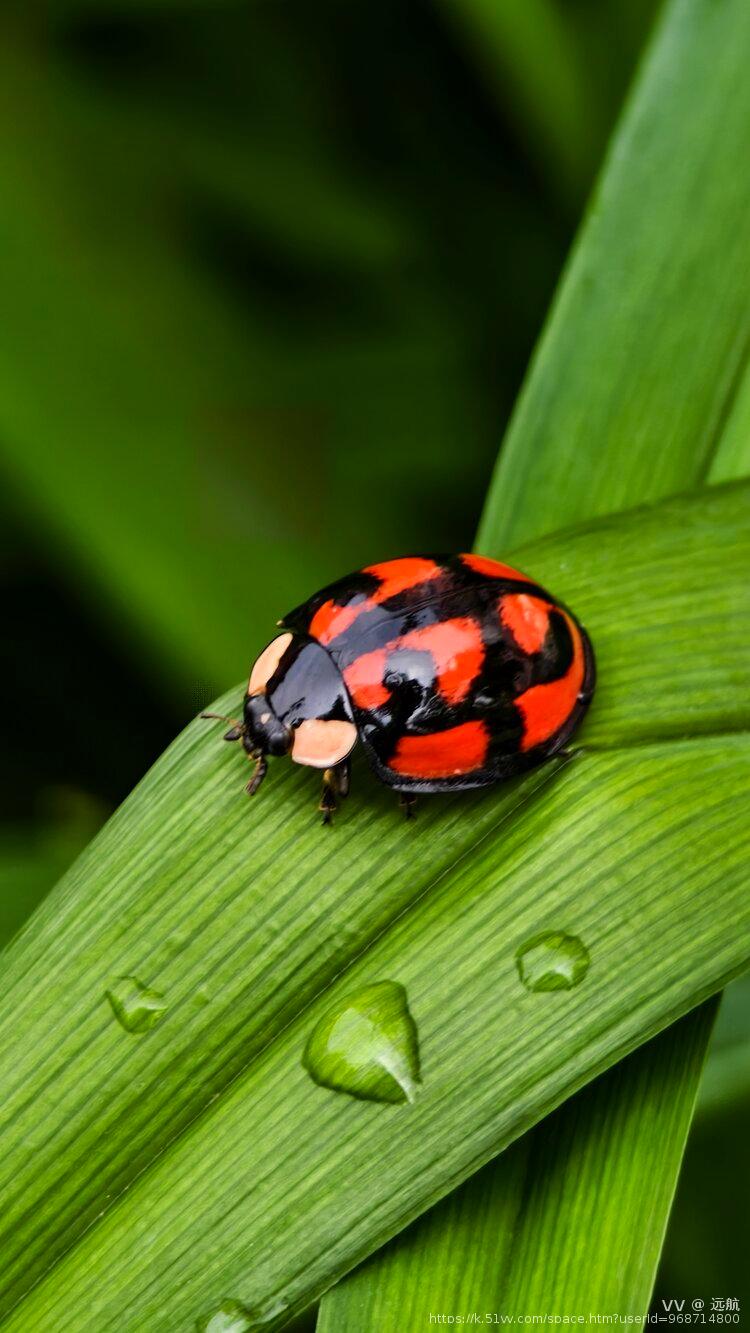 远航