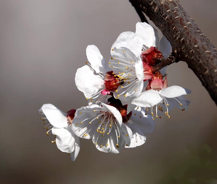 心静淡然【爱花家园】