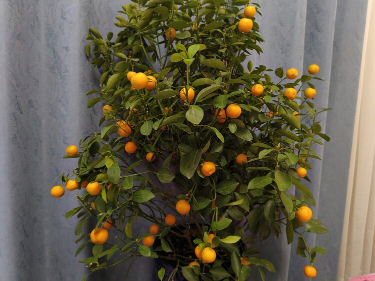 雪儿🎤V娱热点